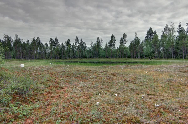 Forest lake — Stock Photo, Image