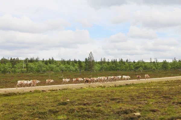 Rådjursbesättning — Stockfoto