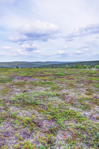 Tundra paisaje — Foto de Stock