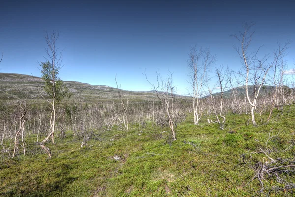 Paisagem tundra — Fotografia de Stock
