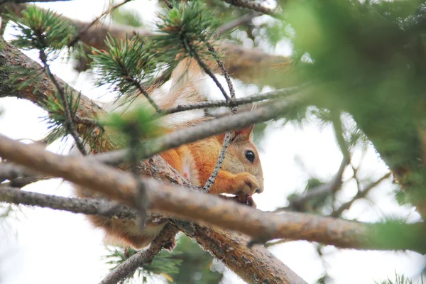 Κόκκινος σκίουρος κάθεται στο δέντρο — Φωτογραφία Αρχείου