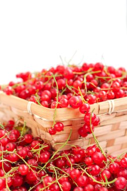 hasat kırmızı kuş üzümü