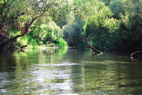 Orman nehir sahne — Stok fotoğraf