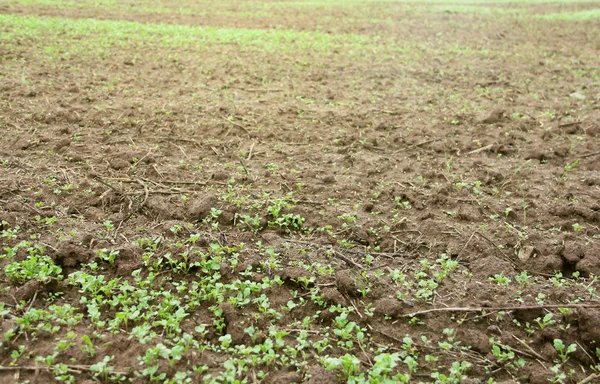 Green seedlings growing out of soil — Stock Photo, Image