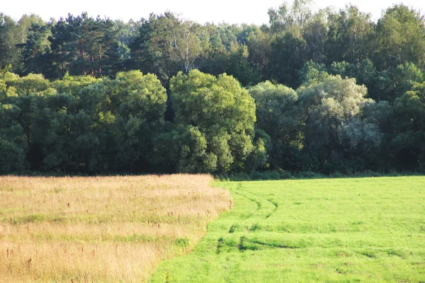 Campo y bosque — Foto de Stock