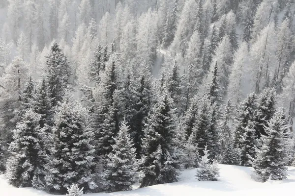 Hermoso bosque en las montañas de invierno —  Fotos de Stock