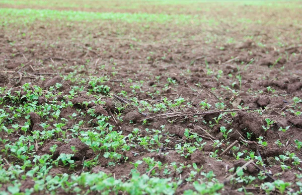 Plántulas verdes que crecen fuera del suelo — Foto de Stock