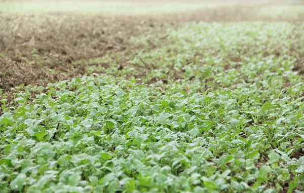 Gröna plantor växer ur jord — Stockfoto