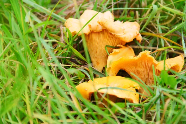 Chanterelle in grass — Stock Photo, Image