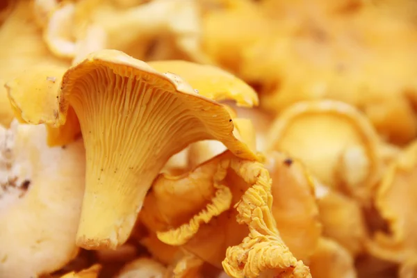 Chanterelle macro — Stock Photo, Image