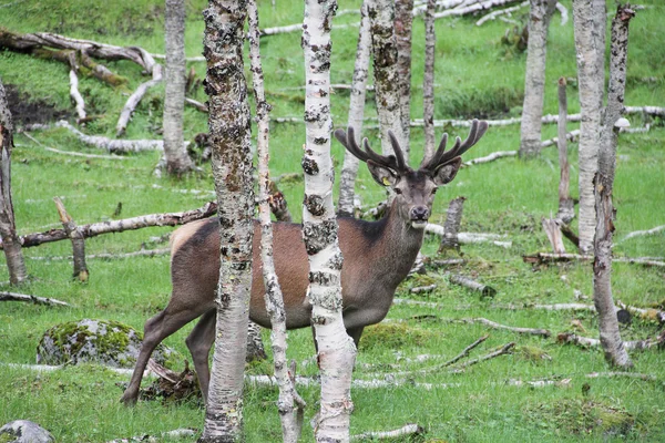 Vidloroh americký velkého Bucku v lese — Stock fotografie