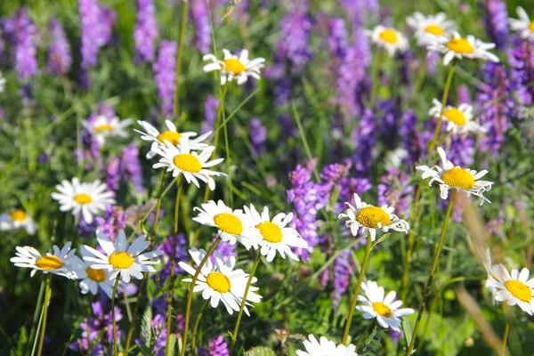 Grasveld met wilde bloemen — Stockfoto