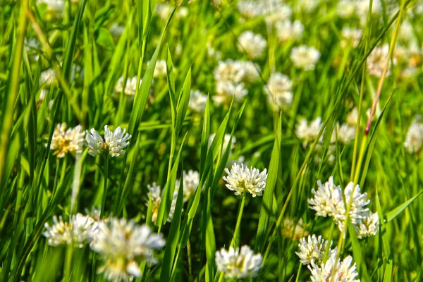 Witte klaver (Trifolium repens)) — Stockfoto