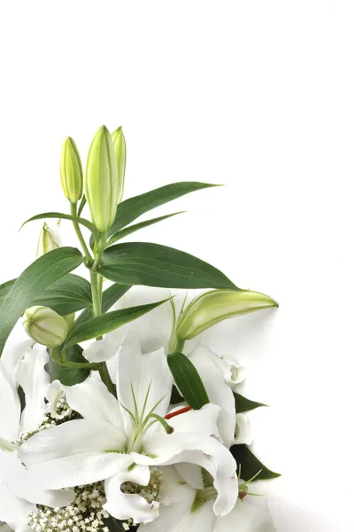 Weiße Lilienblüten — Stockfoto