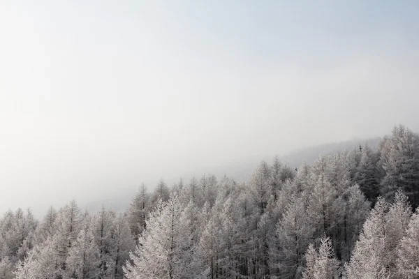 Belle forêt dans les montagnes d'hiver — Photo