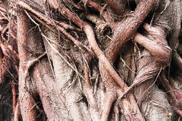 Banyan δέντρο κορμό — Φωτογραφία Αρχείου
