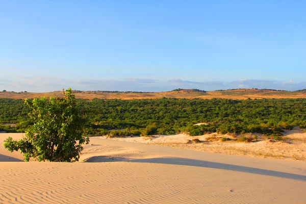 Oasis dans le désert — Photo