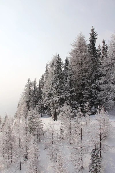 Schöner Wald in den winterlichen Bergen — Stockfoto