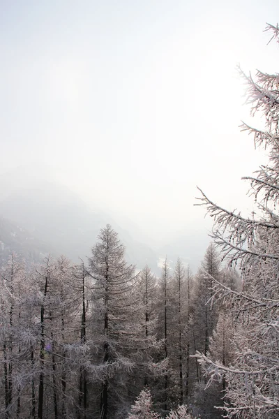 Prachtig bos in de winter bergen — Stockfoto