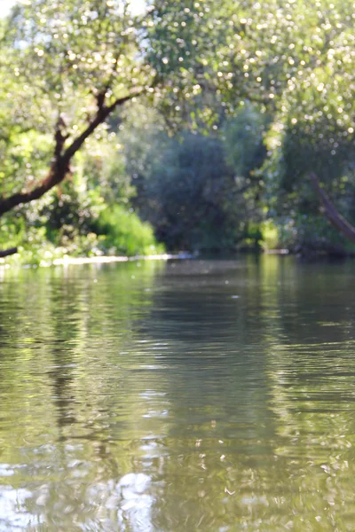 Forest river scene — Stock Photo, Image