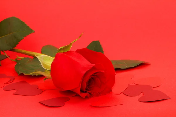 Rose and paper hearts — Stock Photo, Image