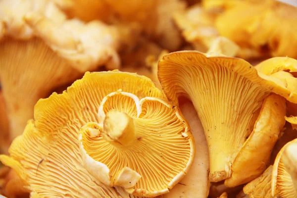 Chanterelle macro — Stock Photo, Image