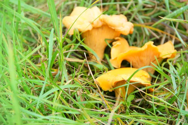 Chanterelle in grass — Stock Photo, Image