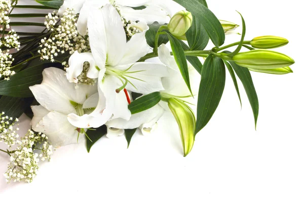 White lily flowers — Stock Photo, Image