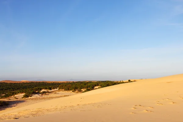 Oasis in desert — Stock Photo, Image