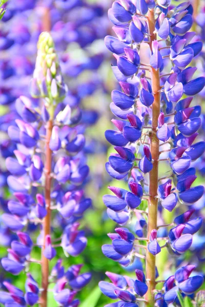 Primeros planos de las flores lupinas —  Fotos de Stock