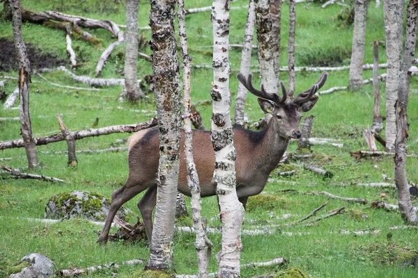 森の中で大きな whitetail 鹿バック — ストック写真