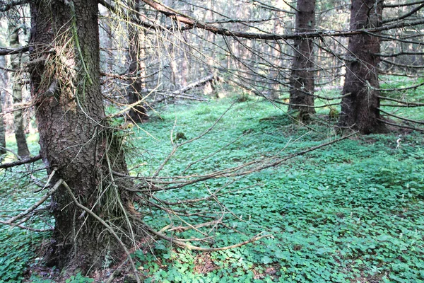 Bosque de abeto viejo — Foto de Stock