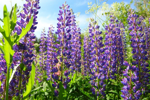 Lupine bloemen close-up — Stockfoto