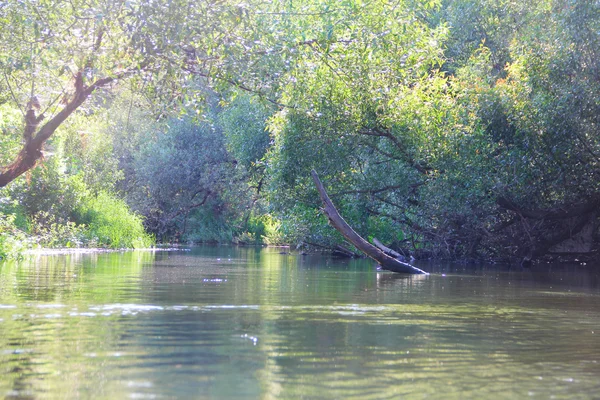 Forest river scene — Stock Photo, Image