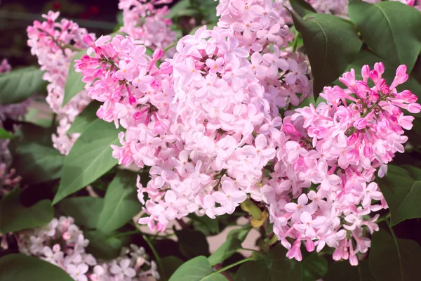 Pink Lilac — Stock Photo, Image