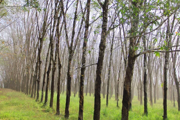 Rubber plants