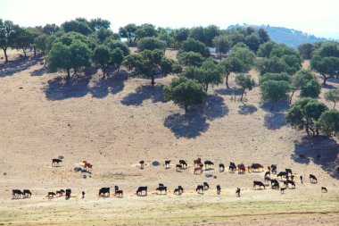 İspanya boğa çiftlik