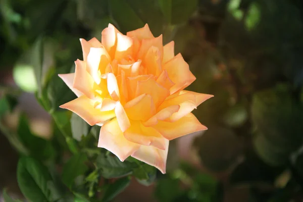Rosas rosa e amarela no jardim — Fotografia de Stock