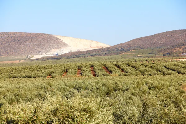 Olive trees — Stock Photo, Image