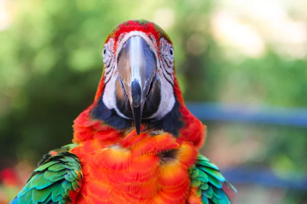 Macaw portrait — Stock Photo, Image