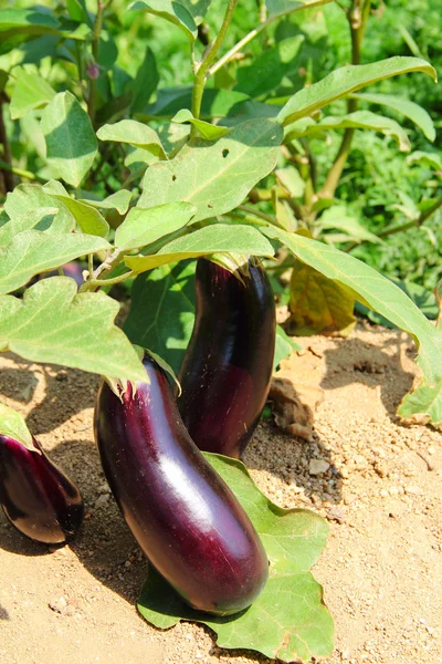 Aubergine frukter som växer i trädgården — Stockfoto