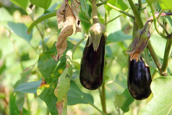 Eggplant fruits growing in the garden — Stock Photo, Image