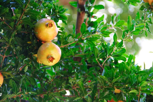 Pomegranate fruit on the tree — Stock Photo, Image