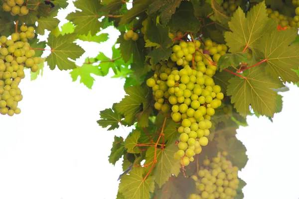 Green grapes on vine — Stock Photo, Image