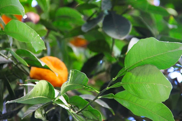 Naranjas en rama de árbol —  Fotos de Stock