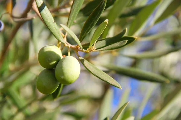 Aceitunas en una rama —  Fotos de Stock