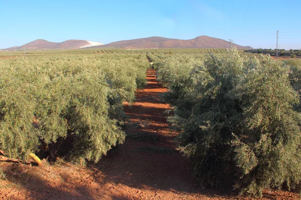 Olive trees — Stock Photo, Image