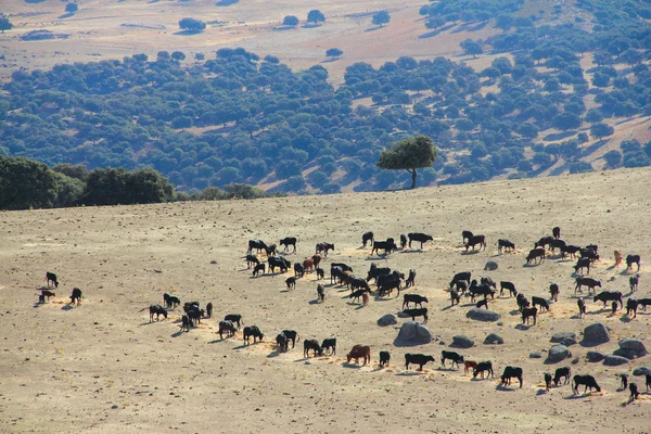 Stieren boerderij in Spanje — Stockfoto