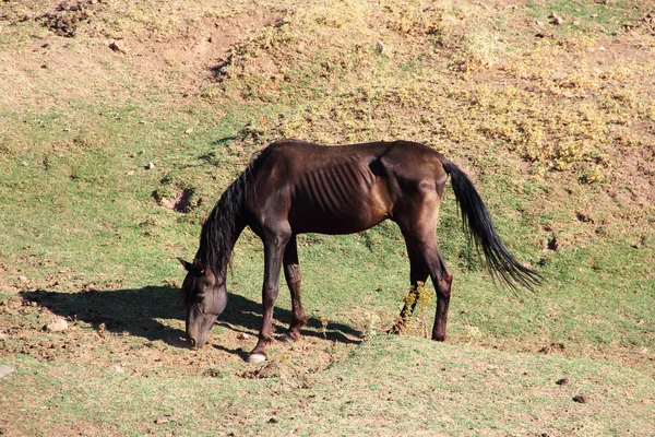 Cavalo andaluz em pasto — Fotografia de Stock