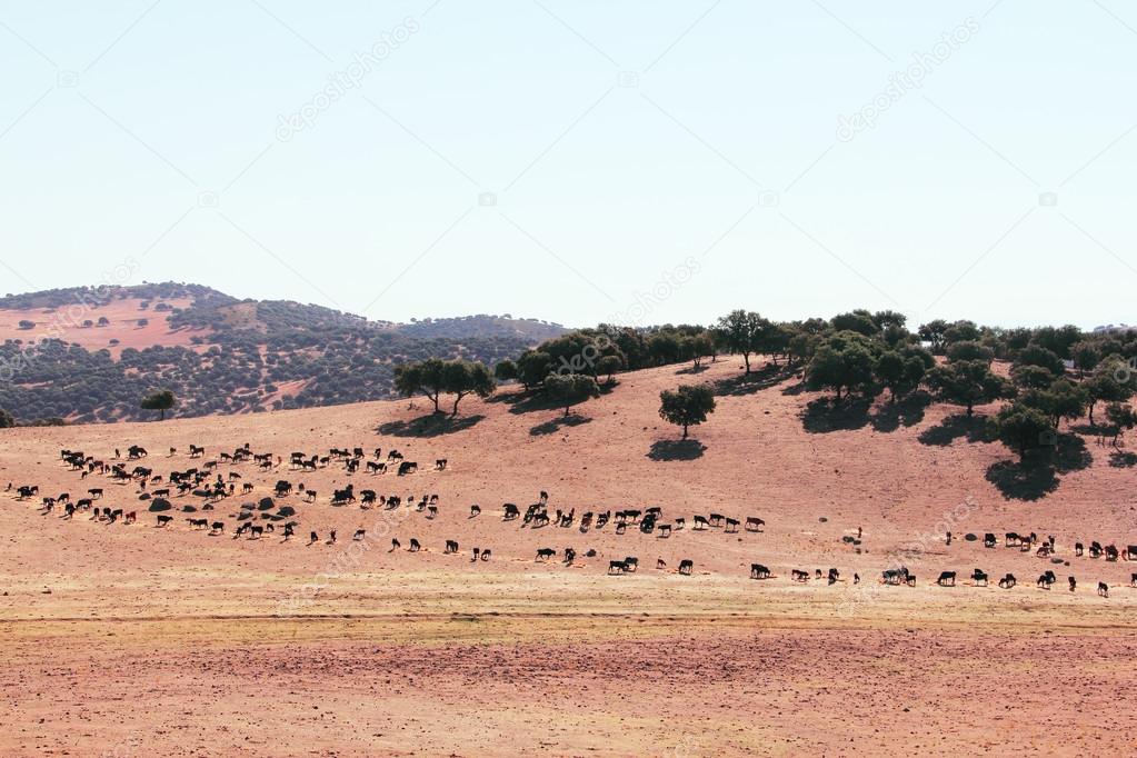 Bulls farm in Spain